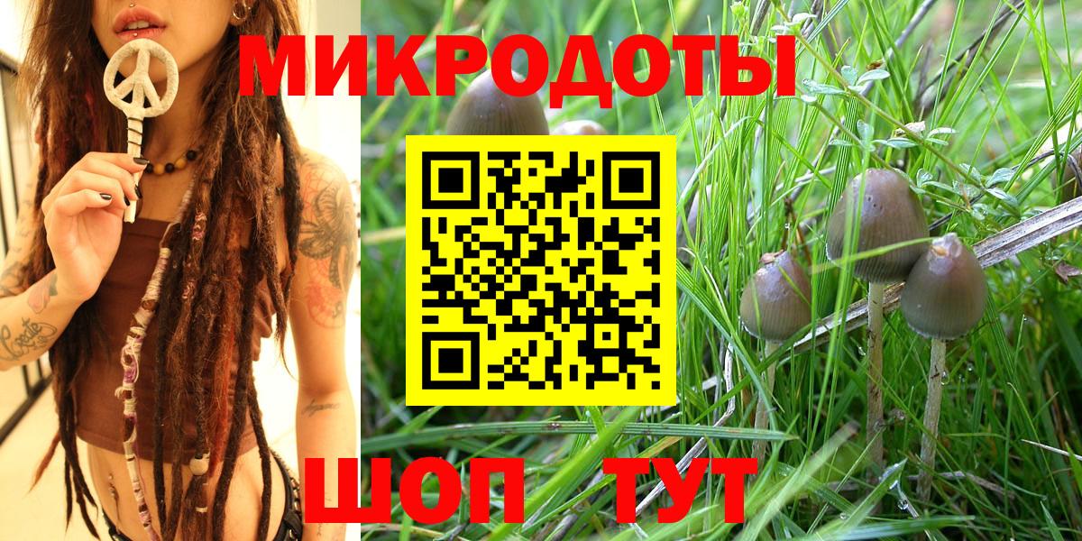 Псилоцибиновые грибы Psilocybe Дедовск